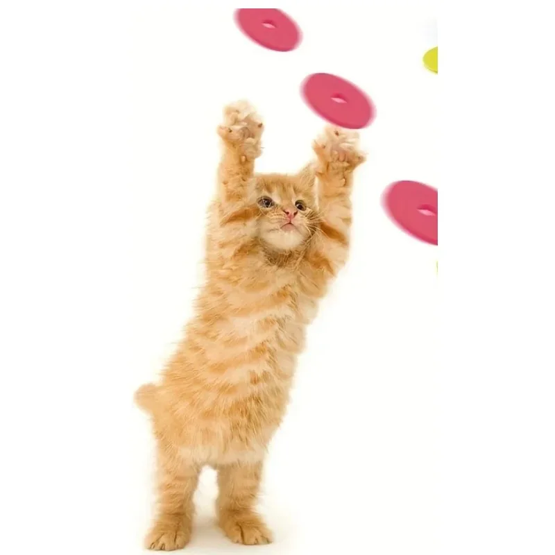 Jouets amusants pour chats, pi - Frisbee Freestyle Disc avis et prix