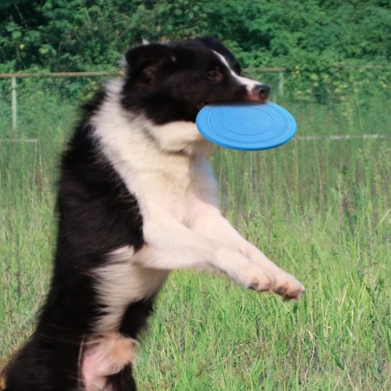 Frisbee en silicone pour anima - Frisbee Freestyle Disc avis et prix